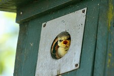 Eine junge Blaumeise schaut aus einem Nistkasten und reißt dabei den Schnabel auf.