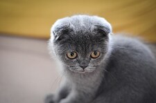 Faltohrkatze Scottish Fold