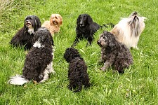 Sieben Hunde sitzen im Kreis auf einer Wiese