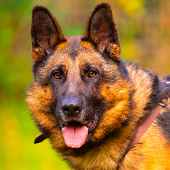 Schäferhund schaut in die Kamera