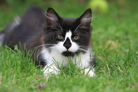 Katze schaut in die Kamera