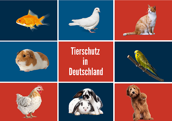 Die Grafik ist gleichmäßig in neun Felder aufgeteilt. In diesen Feldern sind verschiedene Haustiere, Goldfisch, Taube, Katze, Meerschweinchen, Wellensittich, Huhn, Kaninchen und Hund, zu sehen sowie die Aufschrift Tierschutz in Deutschland.