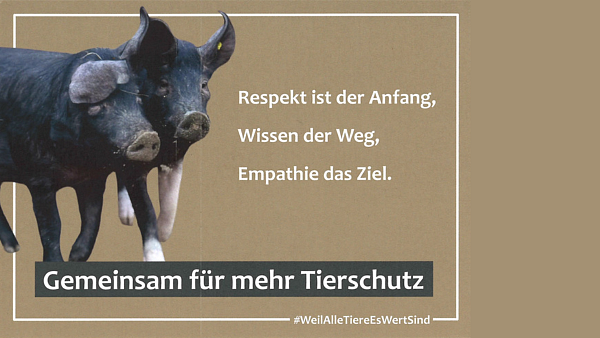 Foto mit zwei Schweinen. Daneben Text: Respekt ist der Anfang, Wissen der Weg, Empathie das Ziel. Gemeinsam für mehr Tierschutz. #WeilAlleTiereEsWertSind