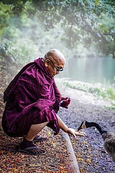 Ein buddhistischer Mönch in de Hocke füttert eine Ente 